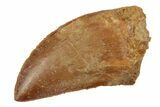 Serrated, 1.39" Juvenile Carcharodontosaurus Tooth  - #200743-1